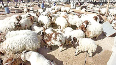 أزمة أسعار الأضاحي في الكويت رغم توافرها من 4 دول مختلفة