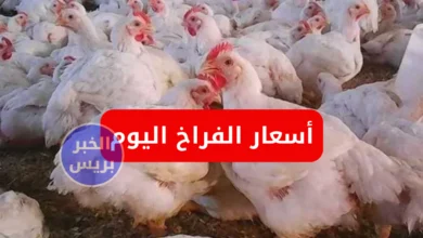سعر الفراخ البيضاء اليوم الإثنين 30 يونيو 2025.. استقرار أسعار الدواجن في البورصة والسوق المصري