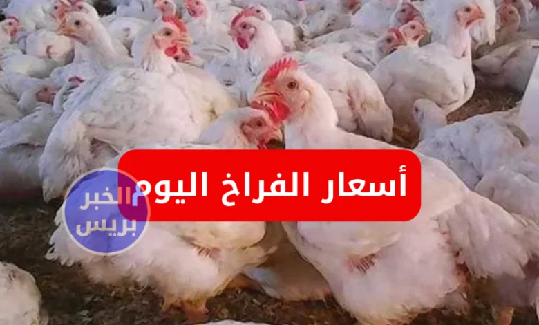 سعر الفراخ البيضاء اليوم الإثنين 30 يونيو 2025.. استقرار أسعار الدواجن في البورصة والسوق المصري