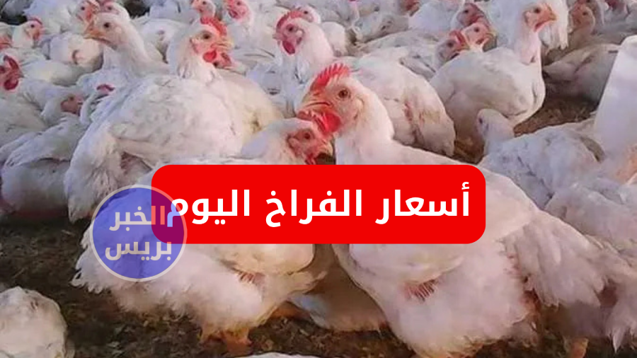 سعر الفراخ البيضاء اليوم الإثنين 30 يونيو 2025.. استقرار أسعار الدواجن في البورصة والسوق المصري