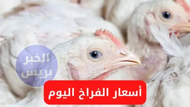 أسعار الفراخ اليوم الأحد 29-6-2025.. استقرار نسبي في البورصة والمزارع