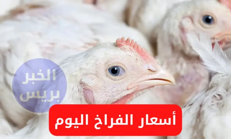 أسعار الفراخ اليوم الأحد 29-6-2025.. استقرار نسبي في البورصة والمزارع
