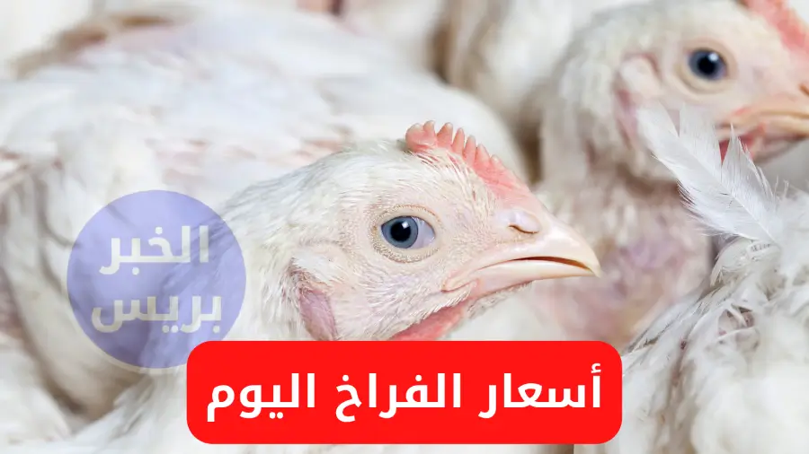 أسعار الفراخ اليوم الأحد 29-6-2025.. استقرار نسبي في البورصة والمزارع