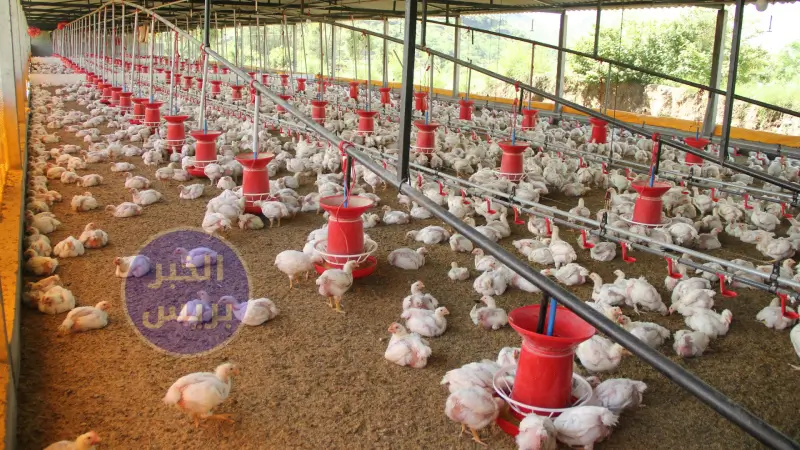اسعار الفراخ البيضاء في الأسواق
