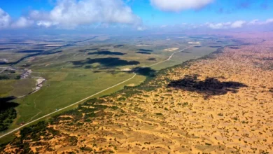 جهود المملكة البيئية تتصدر المشهد العالمي في يوم مكافحة التصحر والجفاف