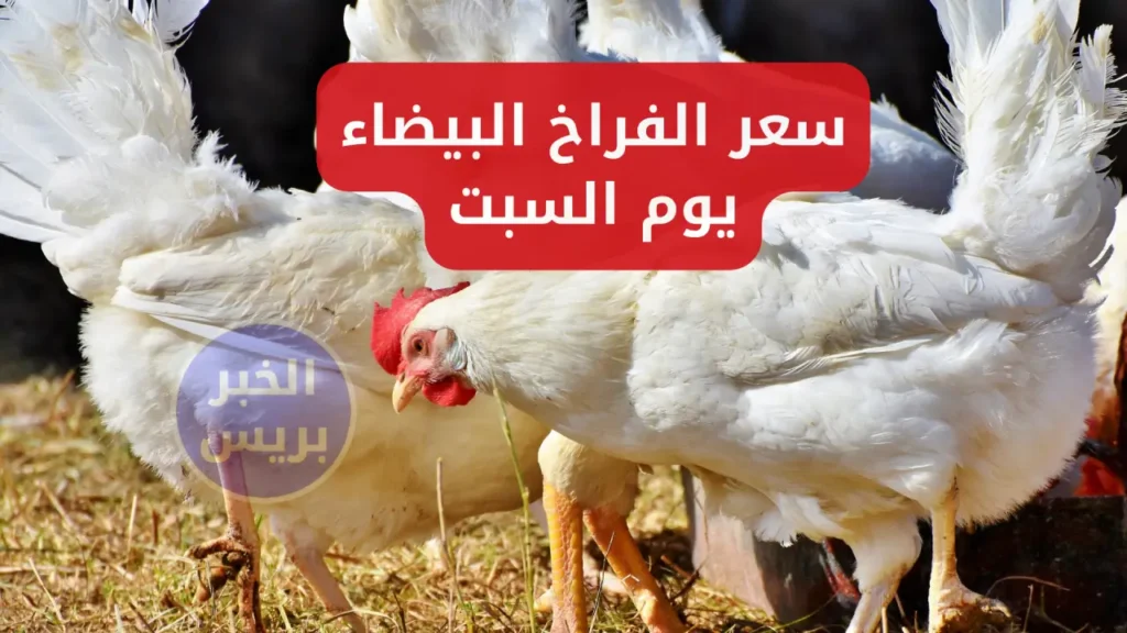 سعر الفراخ البيضه اليوم السبت 28 يونيو 2025 في بورصة الدواجن والأسواق