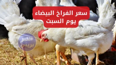 سعر الفراخ البيضه اليوم السبت 28 يونيو 2025 في بورصة الدواجن والأسواق