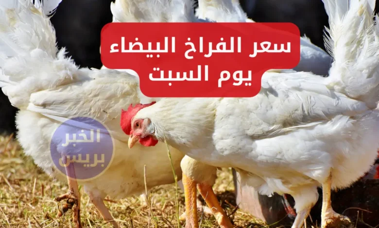 سعر الفراخ البيضه اليوم السبت 28 يونيو 2025 في بورصة الدواجن والأسواق