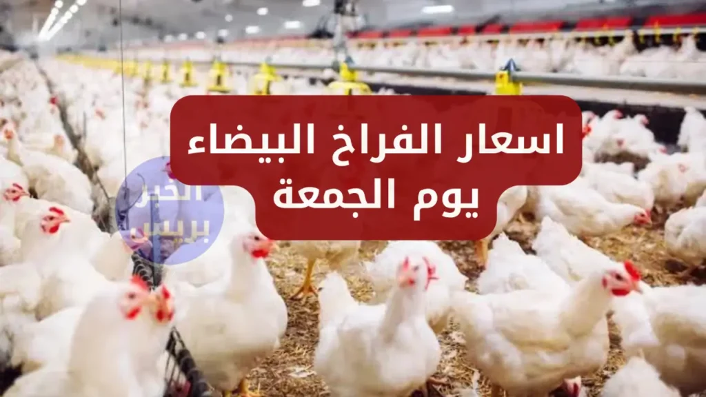 سعر الفراخ البيضه اليوم الجمعة 27 يونيو 2025.. تراجع مفاجئ في أسعار الفراخ البيضاء الآن ببورصة الدواجن
