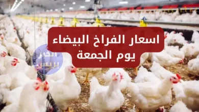 سعر الفراخ البيضه اليوم الجمعة 27 يونيو 2025.. تراجع مفاجئ في أسعار الفراخ البيضاء الآن ببورصة الدواجن