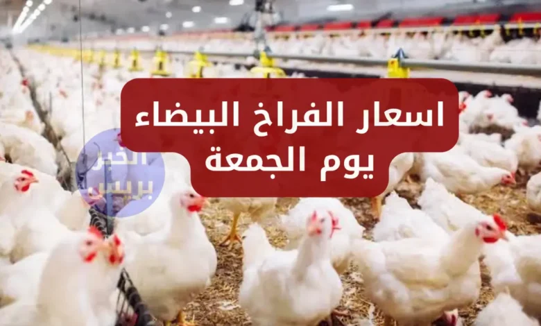 سعر الفراخ البيضه اليوم الجمعة 27 يونيو 2025.. تراجع مفاجئ في أسعار الفراخ البيضاء الآن ببورصة الدواجن