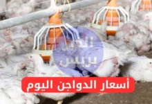 أسعار الفراخ والبيض والكتاكيت في مصر اليوم الثلاثاء 8-7-2025.. استقرار في بورصة الدواجن والأسواق