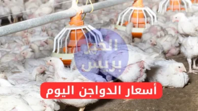 أسعار الفراخ والبيض والكتاكيت في مصر اليوم الثلاثاء 8-7-2025.. استقرار في بورصة الدواجن والأسواق