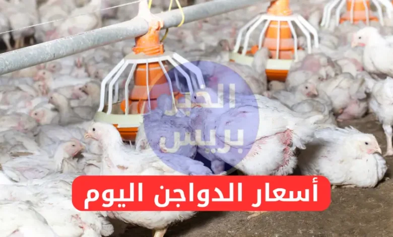 أسعار الفراخ والبيض والكتاكيت في مصر اليوم الثلاثاء 8-7-2025.. استقرار في بورصة الدواجن والأسواق