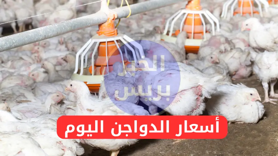أسعار الفراخ والبيض والكتاكيت في مصر اليوم الثلاثاء 8-7-2025.. استقرار في بورصة الدواجن والأسواق
