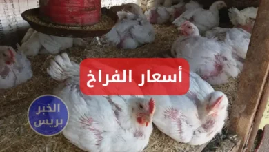 سعر الفراخ البيضه اليوم السبت 5-7-2025 .. تعرف علي أخر تحديثات بورصة الدواجن