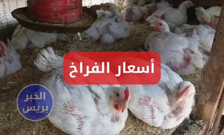 سعر الفراخ البيضه اليوم السبت 5-7-2025 .. تعرف علي أخر تحديثات بورصة الدواجن