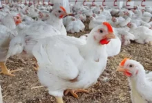 بورصة الدواجن اليوم أسعار الفراخ البيضاء