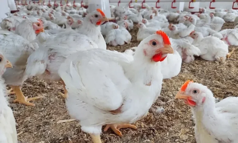 بورصة الدواجن اليوم أسعار الفراخ البيضاء
