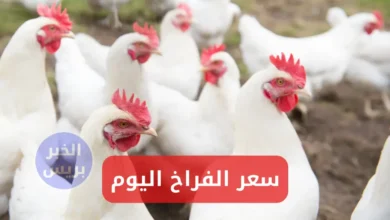 سعر الفراخ البيضة اليوم الأحد 6-7-2025 في بورصة الدواجن