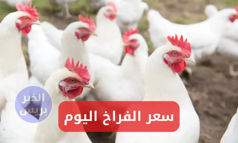 سعر الفراخ البيضة اليوم الأحد 6-7-2025 في بورصة الدواجن